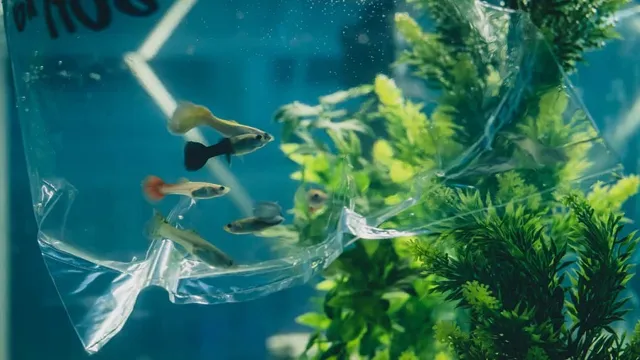 how to acclimate new fish to aquarium
