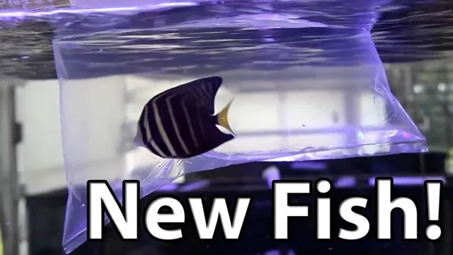 how to acclimate saltwater fish in aquarium 2