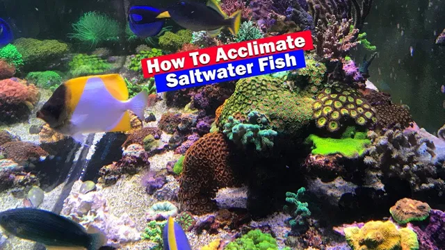 How to Acclimate Saltwater Fish in Aquarium: A Step-by-Step Guide for Beginners