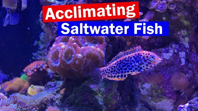 How to Acclimate Saltwater Fish to an Aquarium: A Comprehensive Guide for Beginners