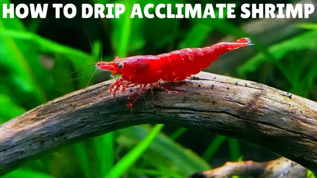 how to acclimate shrimp to aquarium
