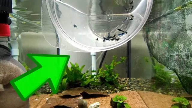 how to acclimate shrimp to aquarium