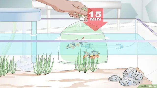 how to acclimate wild sun fish to an aquarium