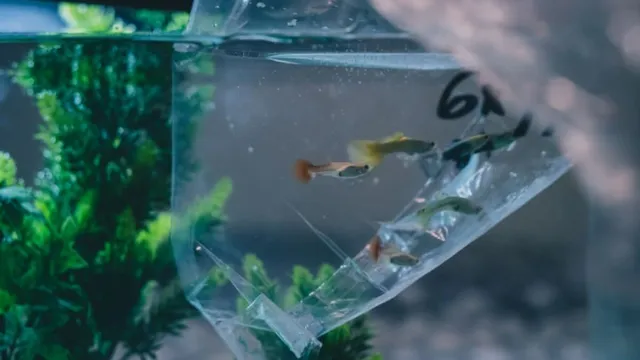 How to Accurately and Safely Stock an Aquarium with Fish: Tips and Tricks