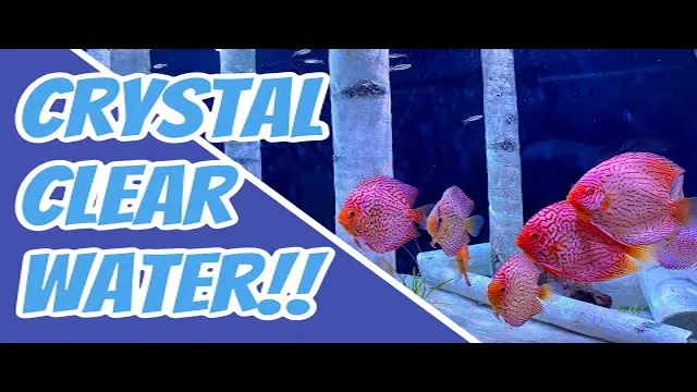 How to Achieve Clear Aquarium Water: Tips and Tricks for Crystal Clear Tanks