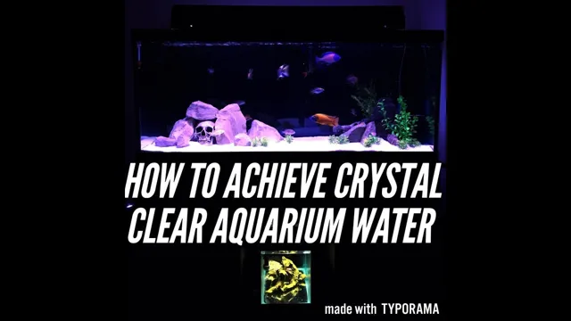 How to Achieve Clear Aquarium Water: Tips and Tricks for Crystal-Clear Tanks!