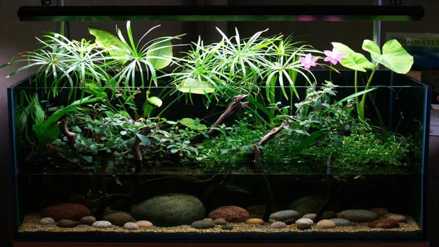 how to aclimate aquarium plants