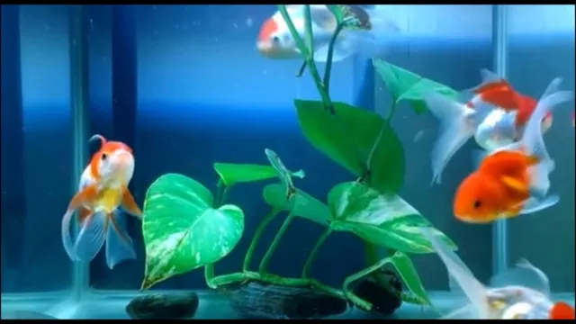 how to add a new fish in an aquarium