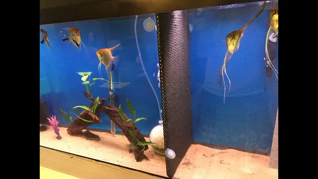 How to Add a Permanent Divider in an Aquarium: Step-by-Step Guide