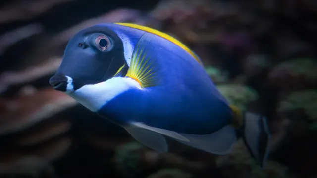 how to add a powder blue tang to your aquarium