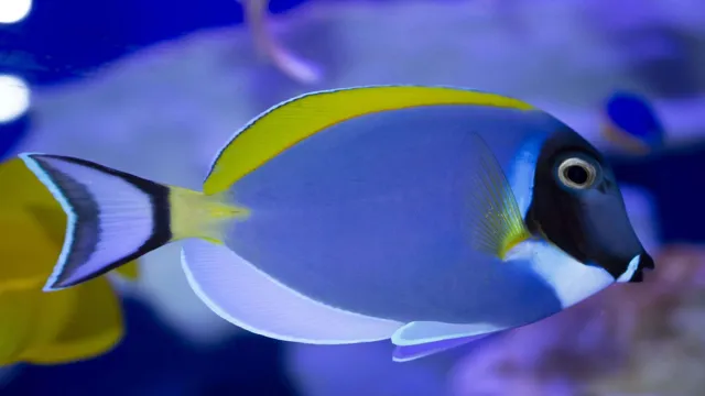 How to Add a Powder Blue Tang to Your Aquarium: Tips and Guidelines