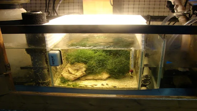 How to Add a Refugium to an Aquarium: A Step-by-Step Guide for Optimal Filtration