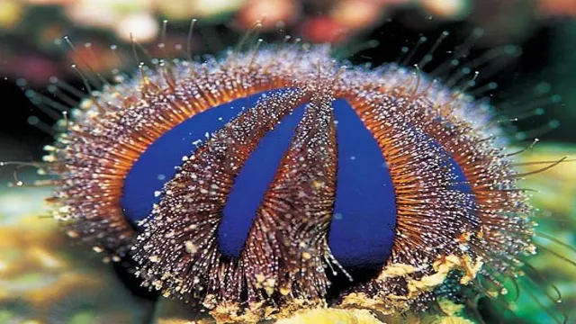 How to Add a Sea Urchin to Your Aquarium: A Beginner’s Guide