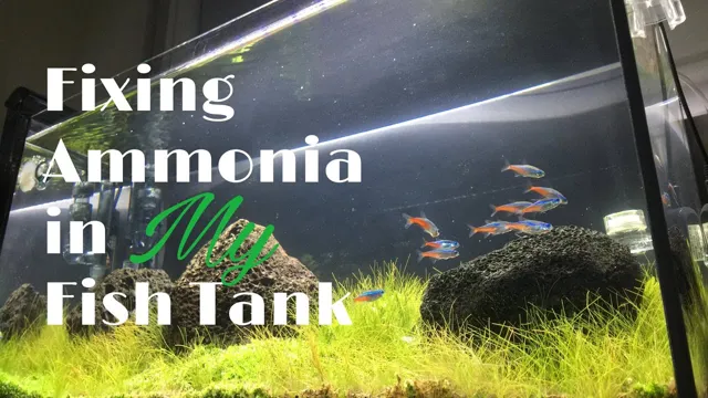 How to Add Ammonia to Aquarium: Step-by-Step Guide for Beginners