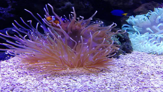 how to add anemone to aquarium