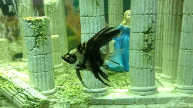 how to add angels to an aquarium that has angels
