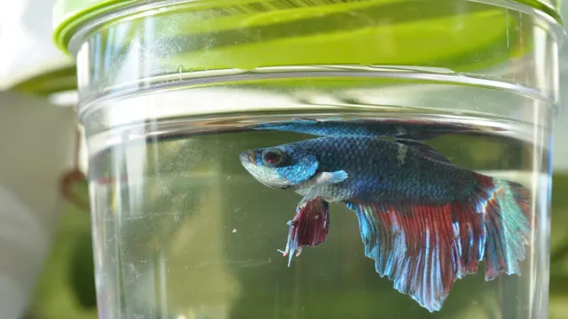 How to Add Aquarium Salt to Betta Tank Water Changes: A Step-by-Step Guide