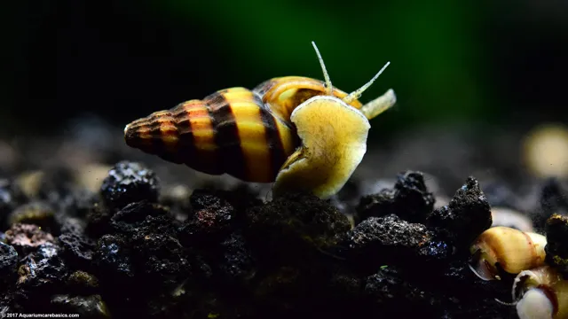 how to add assassin snails to aquarium