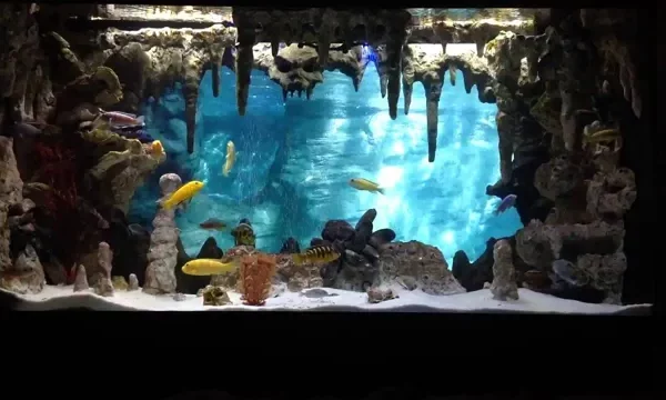 How to Add Background to Aquarium: Step-by-Step Guide&hellip;