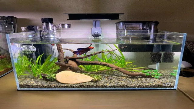 How to Add Betta to an Aquarium: Tips and Tricks for a Happy and Healthy Fish