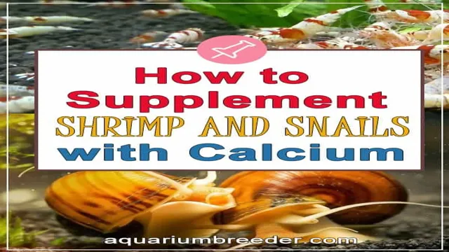 How to Add Calcium to Aquarium for Shrimp: A Guide to Ensure Their Health and Survival