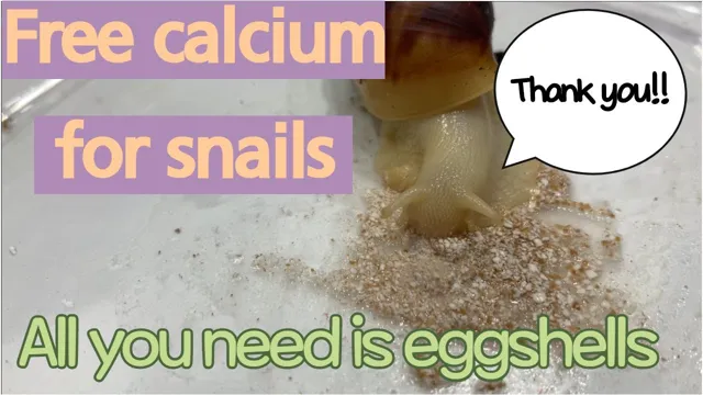 how to add calcium to aquarium for snails