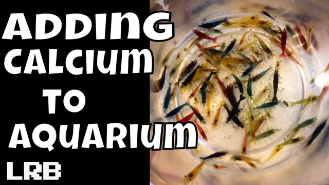 how to add calcium to saltwater aquarium