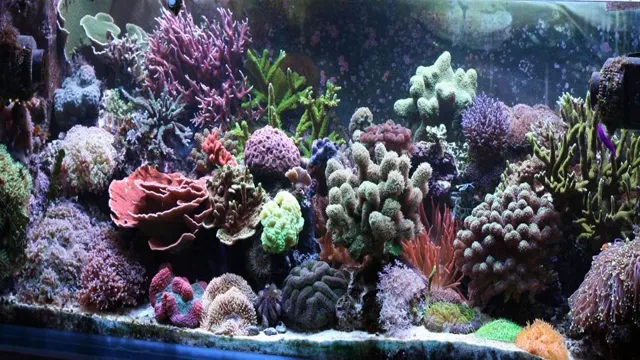how to add coral to a salt aquarium