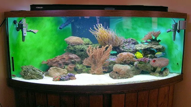 How to Add Coral to a Salt Aquarium: A Step-by-Step Guide…