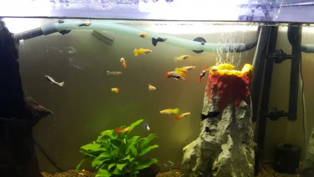 how to add fish to a newly cycled aquarium