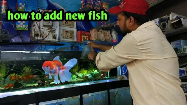 how to add fish to an aquarium quieter