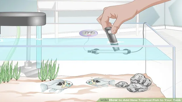 how to add fish to an established aquarium