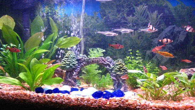 How to Add Fish to Freshwater Aquarium: A Step-by-Step Guide for Beginners