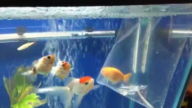 how to add fish to new aquarium
