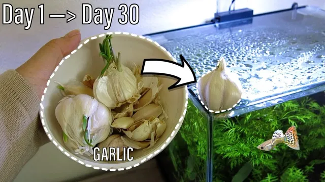how to add garlic to aquarium