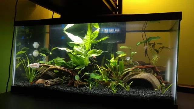 how to add iron to an aquarium