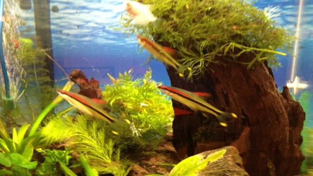 How to Add Iron to Aquarium Plants: A Comprehensive Guide