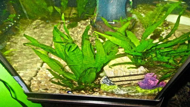 How to Add Java Fern to Aquarium: A Beginner’s Guide to Planting and Care