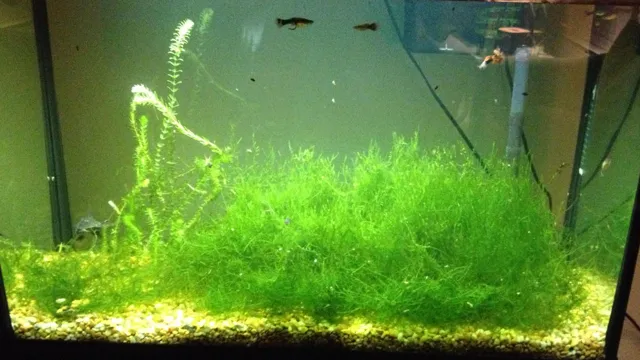 how to add java moss to aquarium