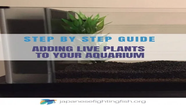 how to add live plants to an aquarium