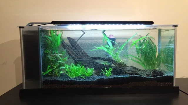 How to Add Live Plants to an Aquarium: A Beginner’s Guide to a Natural Aquarium Setup