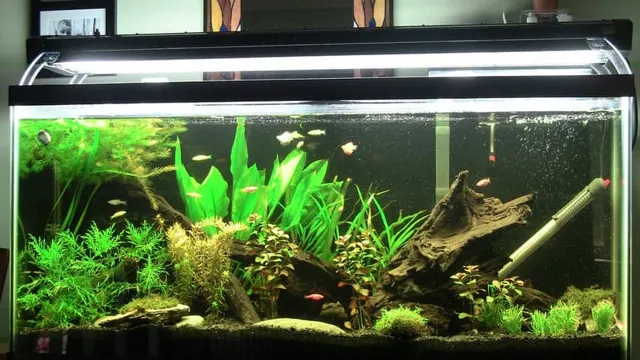 how to add live plants to an established aquarium