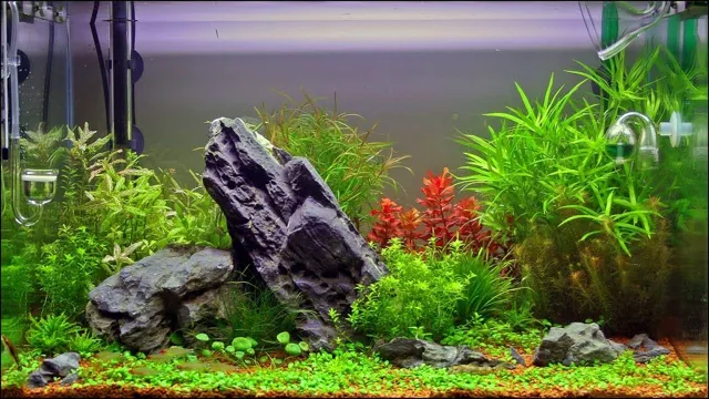 how to add live plants to an established freshwater aquarium