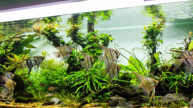 how to add live plants to freshwater aquarium