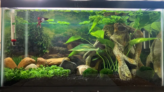how to add live plants to your aquarium
