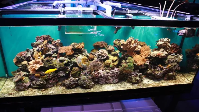 how to add live rock to a saltwater aquarium