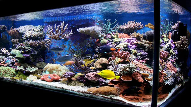 how to add live rock to an established aquarium