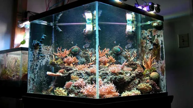 How to Add Live Rock to an Established Aquarium: A Step-by-Step Guide