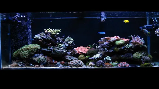 How to Add Live Rock to Aquarium: Tips for a Healthy Underwater Environment.