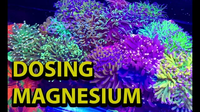 How to Add Magnesium to Aquarium: A Step-by-Step Guide